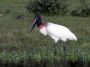 Day03 - 02 * Jabiru Stork